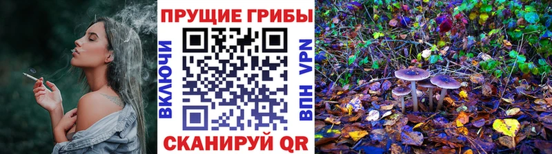 дарнет шоп  Волхов  Псилоцибиновые грибы мицелий 